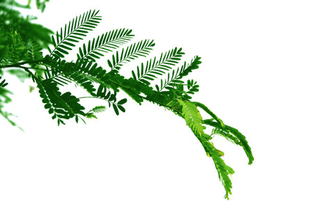 Green leaf of tamarind tree, style and shape isolated on white background.の写真素材