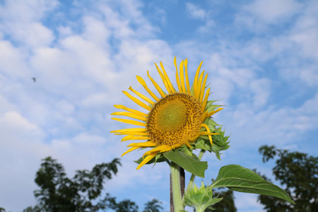 Sunflower blooming on the tree with blue sky background, Yellow sunflowers are cultivated for their edible seeds. which are an important source of oil for cooking and margarine.の写真素材