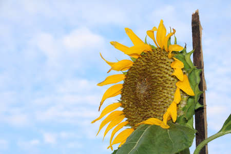 Sunflower blooming on the tree with blue sky background, Yellow sunflowers are cultivated for their edible seeds. which are an important source of oil for cooking and margarine.の写真素材