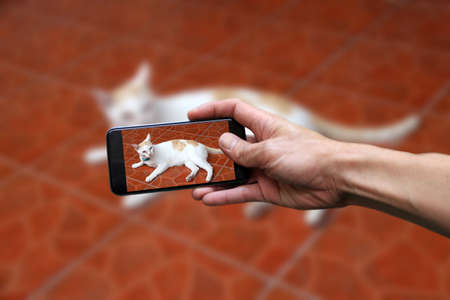 Hand with mobile phone take a photo of white cat with a little bit orange color lying down on brown floor.の写真素材