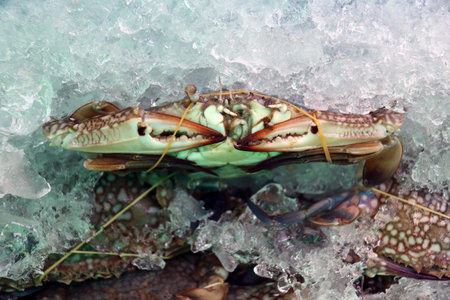 Blue swimmer crabs rubber band in ice.  sometimes called â€˜blue mannaâ€™. They are...