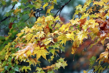 Yellow brown and green Japanese Maple Leaf on the tree after rain. The leaves change color from...