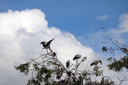 Flock of open billed stork bird perch and winged at the tree on blue sky and white cloud background. A lot of black and white color of Asian openbill bird on the green tree.の写真素材