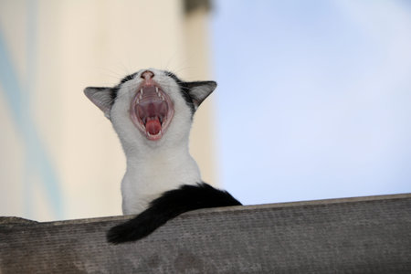 Black and white cat with black tail, Sitting and gape on the cover of house. Cat black and white...