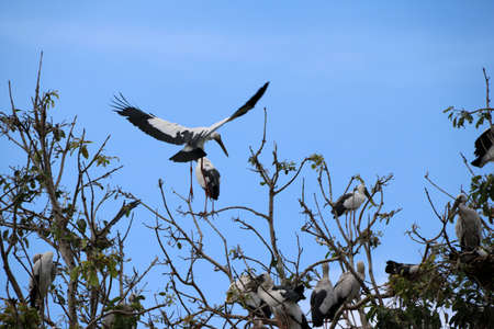 A flock of open billed stork bird perch and winged at the tree on blue sky and white cloud background. A lot of black and white color of Asian openbill bird on the green tree.の写真素材