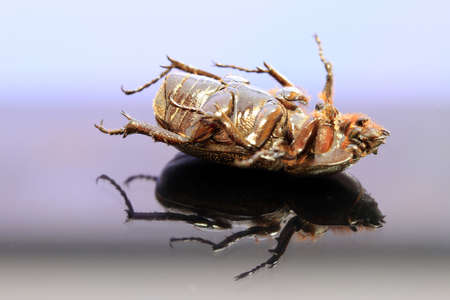 insect lie supine on the reflex floor. It is the largest insect in the world.の写真素材