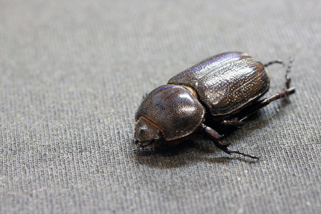 beetle insect lie on the dark floor. It is the largest insect in the world.