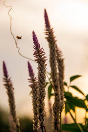 Pink Mission grass blooming on the orange sky background. Pink pennisetum polystachyon blossom on...