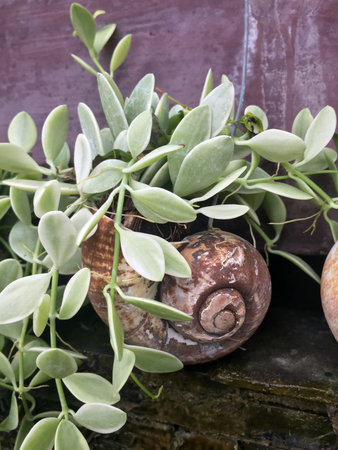 Dave plant grow in the nautilus shell. and hanging on the wall.