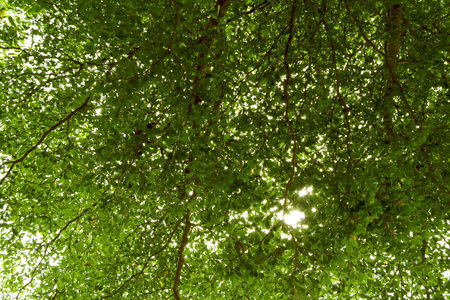 Texture of tree branch. and green leaves in Sunset light.