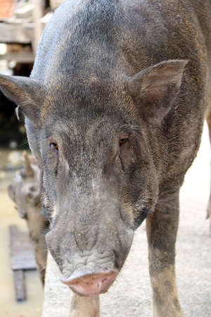 Black big pig stand on the floor. It is the boar bring a pet.の写真素材
