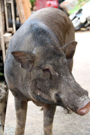 Black big pig stand on the floor. It is the boar bring a pet.の写真素材