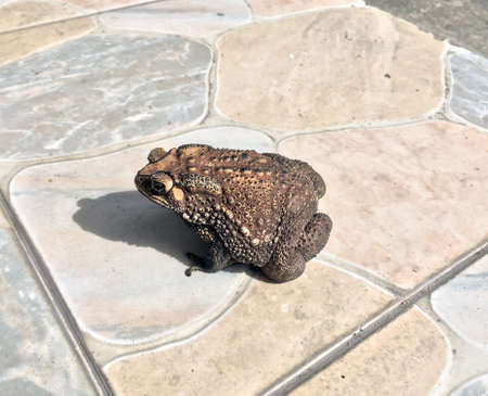 toad sitting on the floor. it is a tailless amphibian with a short stout body and short legs, typically having dry warty skin that can exude poison.の写真素材
