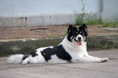 Thai black and white stray dog laying down on the road floor. It is a dog that lives on the streets or temple and does not have an owner. (Sticking out tongue)の写真素材