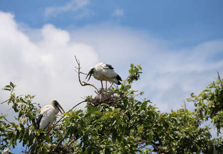 The open billed stork bird perch in the nest at the top of the tree on blue sky and white cloud background. black and white color of Asian openbill bird on the green tree.の写真素材