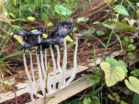Black blossom mushroom and white stalk grown decay old wood  on the green grass. Mushroom poisoning can not eat.の写真素材