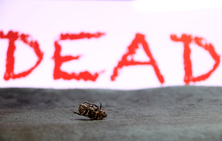 insect lie supine on the dark floor with red DEAD text on background. It is the largest insect in...