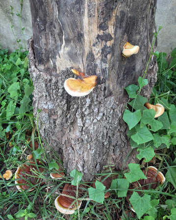 Blossom mushroom on the tree and Tree base. mushroom is a fungal growth that typically takes the...
