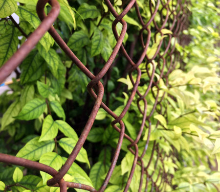 Rust Iron cage fence and wrightia religiosa grow up and Sift through the fence. it is the natural...