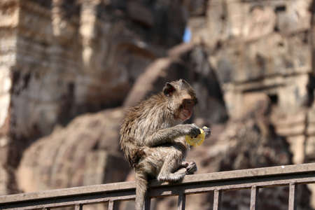 Crab-eating Macaque monkey sitting on the iron rail and eating the corn.の写真素材