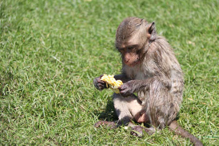 Crab-eating Macaque monkey sitting on the greensward and eating the corn.の写真素材