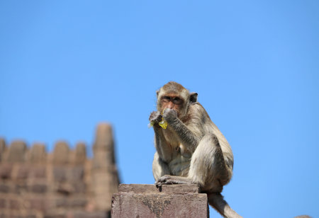 Crab-eating Macaque monkey sitting on the mortar pole of fence and eating sweet water in plastic.