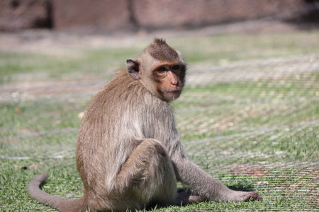 Crab-eating Macaque monkey sitting on the greensward.