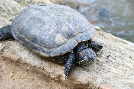 Asian box turtles it is a slow-moving reptile, enclosed in a scaly or leathery domed shell into...