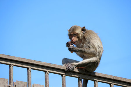 Crab-eating Macaque monkey sitting on the iron rail and eating food.