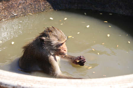 Bathing monkey, Crab-eating Macaque monkey sitting in the mouth wide oval pottery water bowl.の写真素材