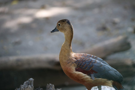 Brown color of duck is standing. It is a waterbird with a broad blunt bill, short legs, webbed feet,...