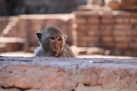 Monkey at Phra prang Sam Yot (three holy prangs) in Lopburi province, Thailand. The large number of monkeys that run around free.の写真素材