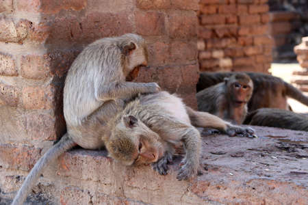 Monkeys checking for fleas and ticks at archaeological site, Phra prang Sam Yot (three holy prangs) in Lopburi province, Thailand.の写真素材
