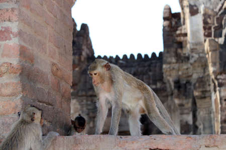Monkeys at Phra prang Sam Yot (three holy prangs) in Lopburi province, Thailand. The large number of monkeys that run around free.の写真素材
