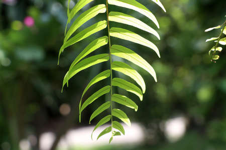 Nephrolepis sp leaves on sunny with nature background. The green leaf of macho fern.の写真素材