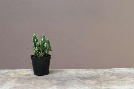 Mini cactus in the black small pot on the wooden floor and brown background. It is a succulent plant with a thick, fleshy stem that typically bears spines, lacks leaves.の写真素材