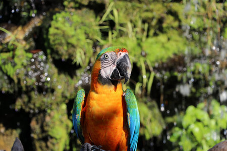Macaw bird perched on the dry timber with nature background. It is a large long-tailed parrot with...