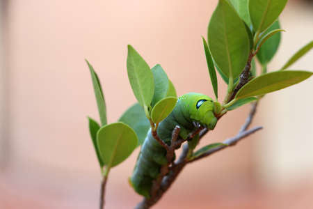 Oleander hawkmoth caterpillar  (Daphnis nerii, Sphingidae) on the branch of tree with blur background.の写真素材