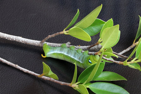 Oleander hawkmoth caterpillar  (Daphnis nerii, Sphingidae) on the branch of tree on dark reflex...