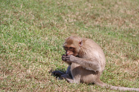Crab-eating Macaque monkey sitting on the greensward.