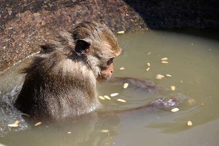 Bathing monkey, Crab-eating Macaque monkey sitting in the mouth wide oval pottery water bowl.の写真素材