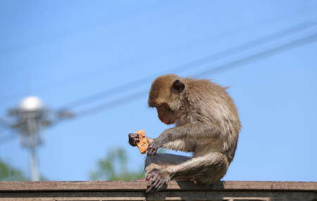 Crab-eating Macaque monkey sitting on the iron rail and food in hand with blue sky background.の写真素材