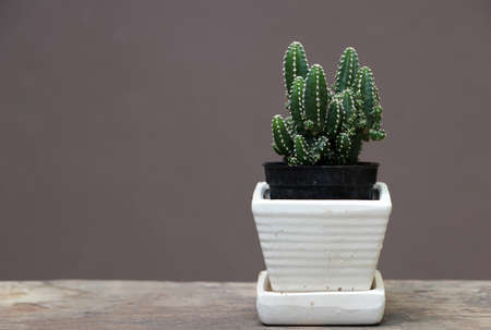 Mini cactus in the small pot on the wooden floor and brown background. It is a succulent plant with a thick, fleshy stem that typically bears spines, lacks leaves.の写真素材