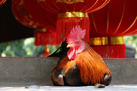 The hens laying down on the concrete floor and out focus red lantern. Chicken on the floor.
