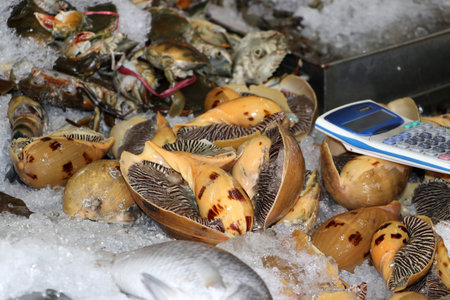 Monster sea snail and calculator in the tray with ice and out focus fish and crab, for sell in the...