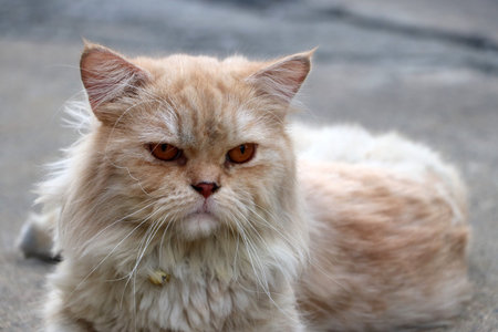 Persian cat in brown and white color laying down on the concrete floor.