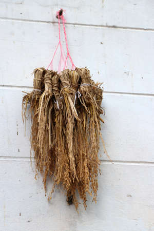 Paddy rice branch hanging on the white wall to feed birds in nature.の写真素材