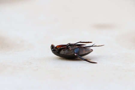 Black weevil insect lie supine on the white floor.