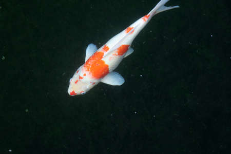 Movement of colorful Carp fish in the water on black background.の写真素材