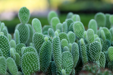 Many opuntia microdasys cactus or bunny ears cactus with blur background.